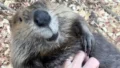 Бобр-воришка, попавшийся на краже носков и рубашек в Польше
