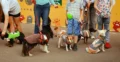 Юбилейный Zoo fest на стадионе «Динамо»: танцы с собаками, пенная вечеринка и три дня хвостатого контента