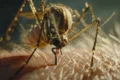 Дупляной комар Anopheles plumbeus — тот самый переносчик малярии, которого нашли в Могилеве