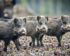 Дикие кабаны скопились у закрытых ворот на финско-российской границе из-за вспышки африканской чумы свиней